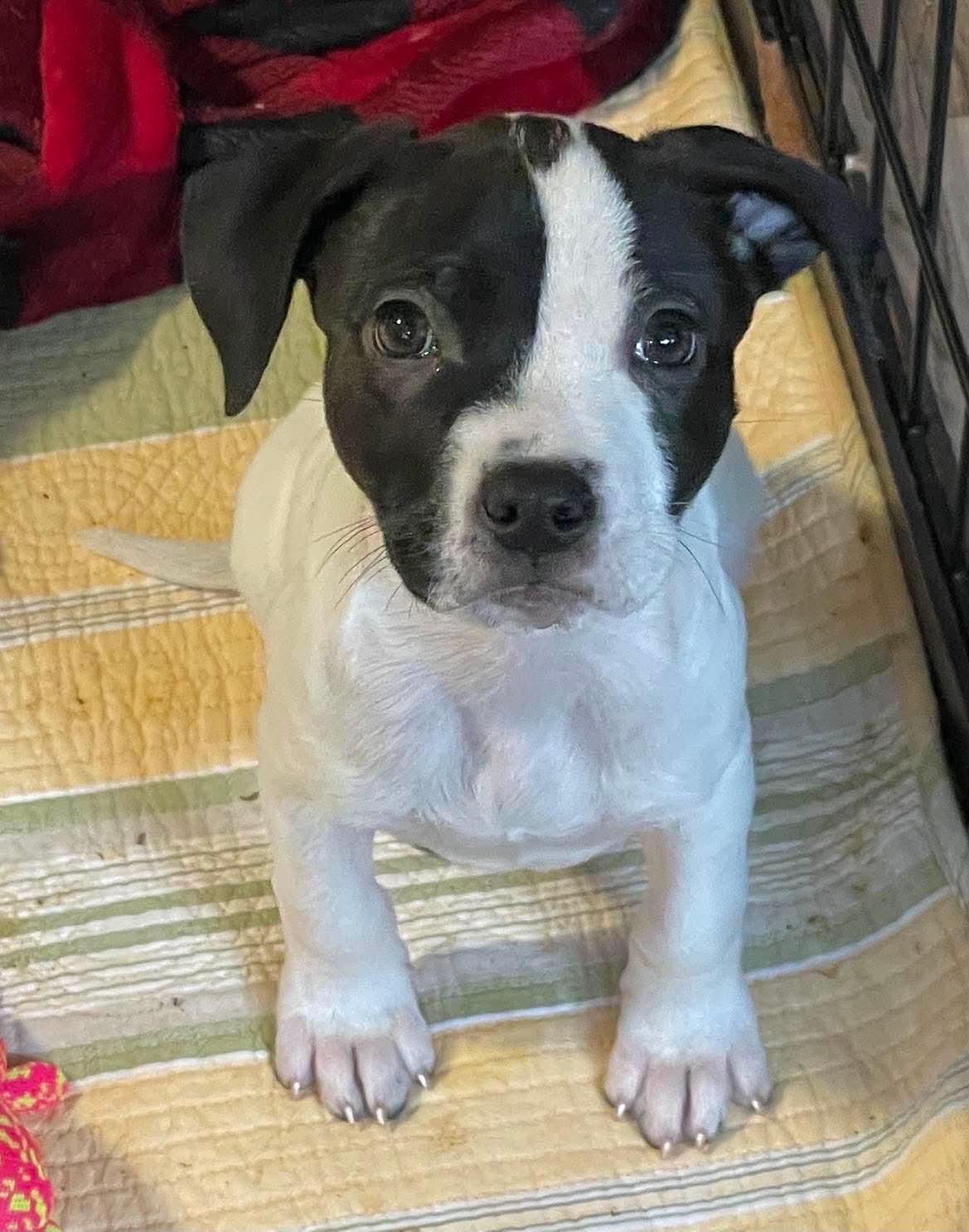 Maxine, Adopted, Puppy Female Mixed Breed.