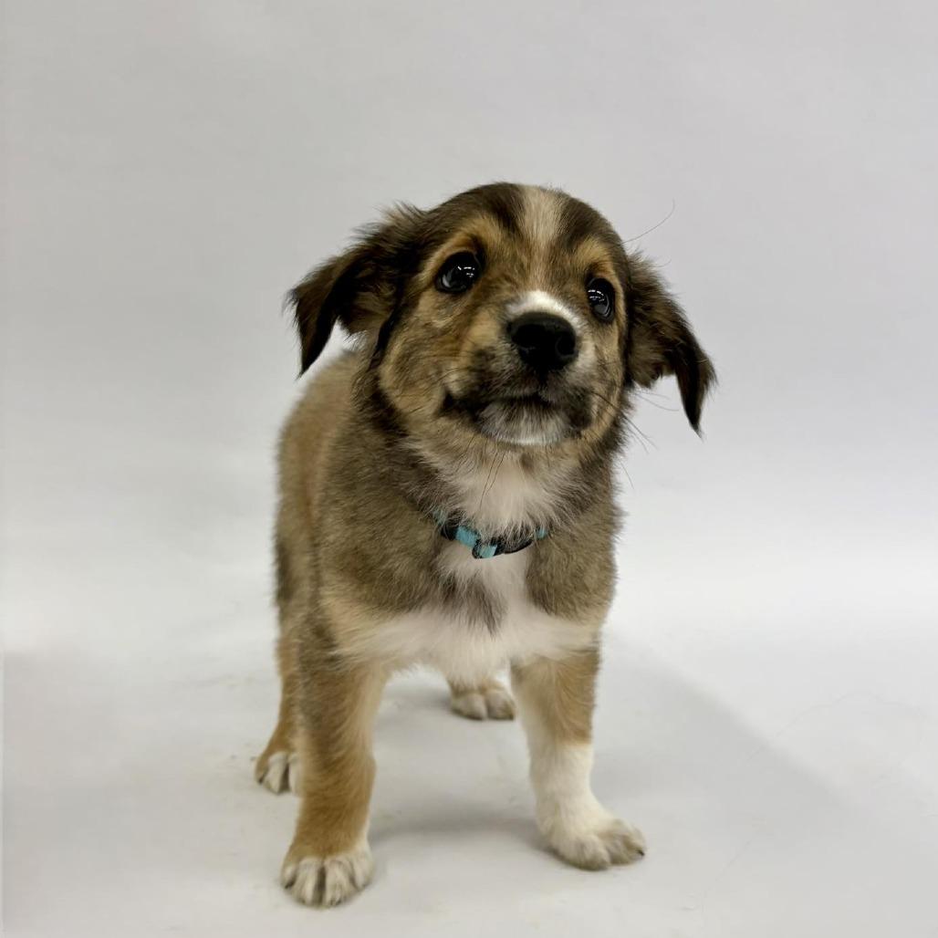 Enlarge Pippen, a Adoptable mixed breed in Fulton, MO image 1/4
