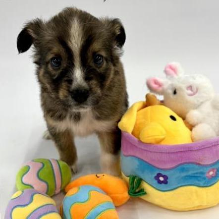 Enlarge Pippen, a Adoptable mixed breed in Fulton, MO image 2/4