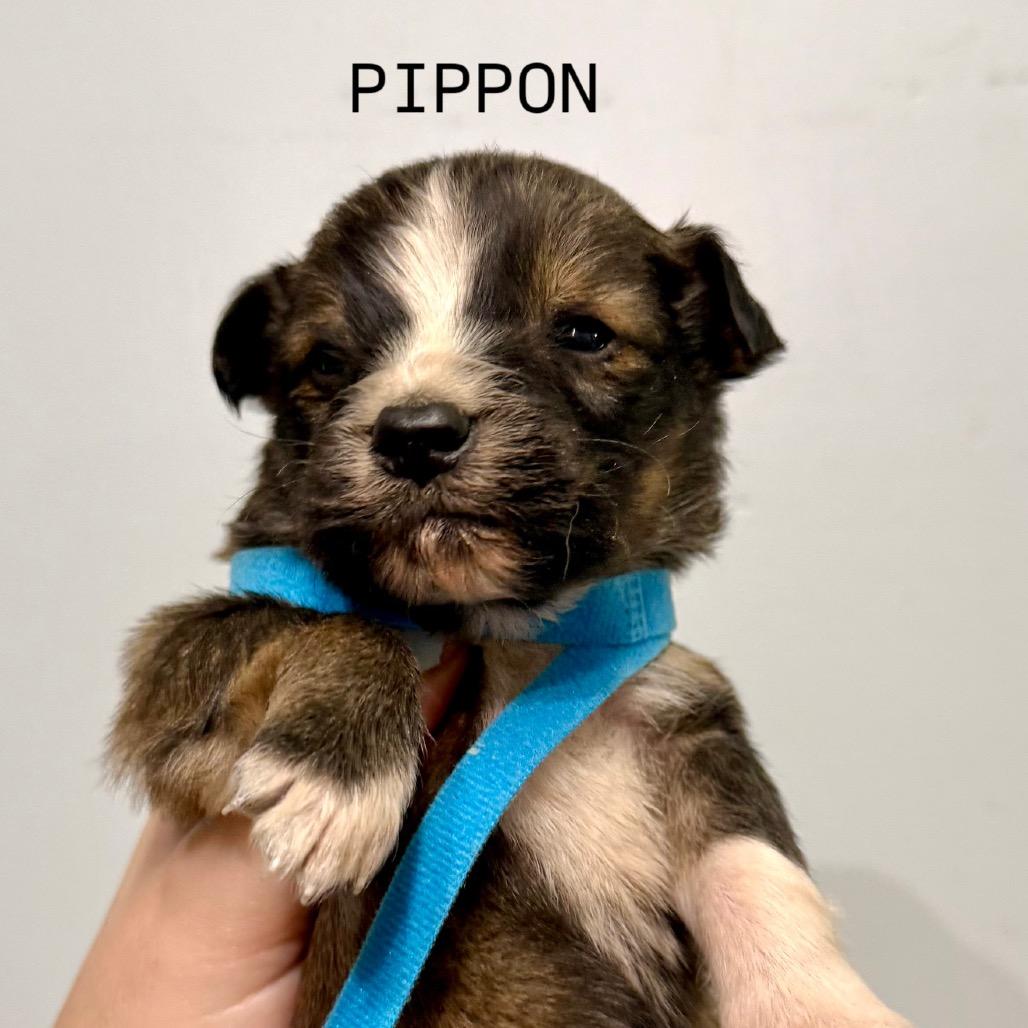 Pippon, Adoptable, Puppy Male English Shepherd & Husky.