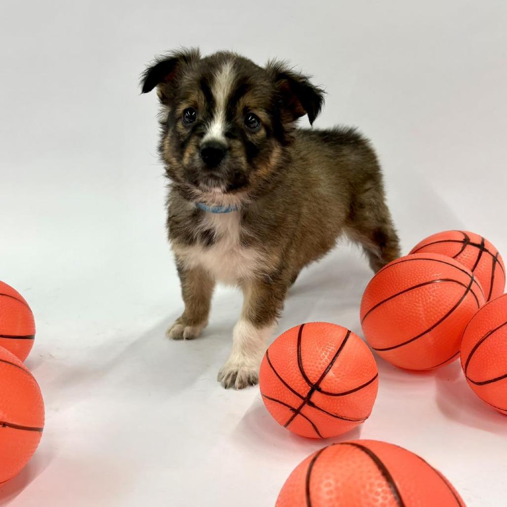 Enlarge Pippen, a Adoptable mixed breed in Fulton, MO image 4/4