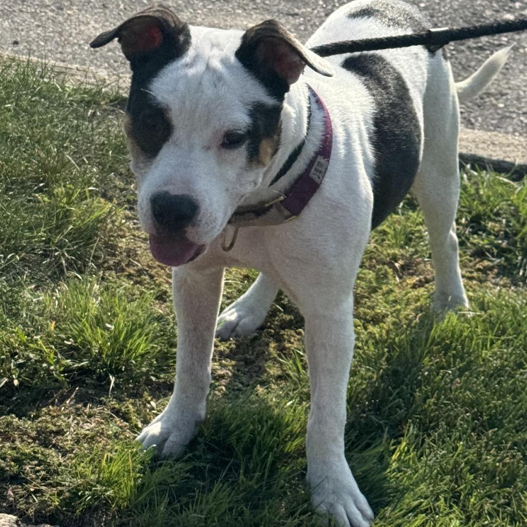Junie B. Jones, Adoptable, Young Female American Staffordshire Terrier.