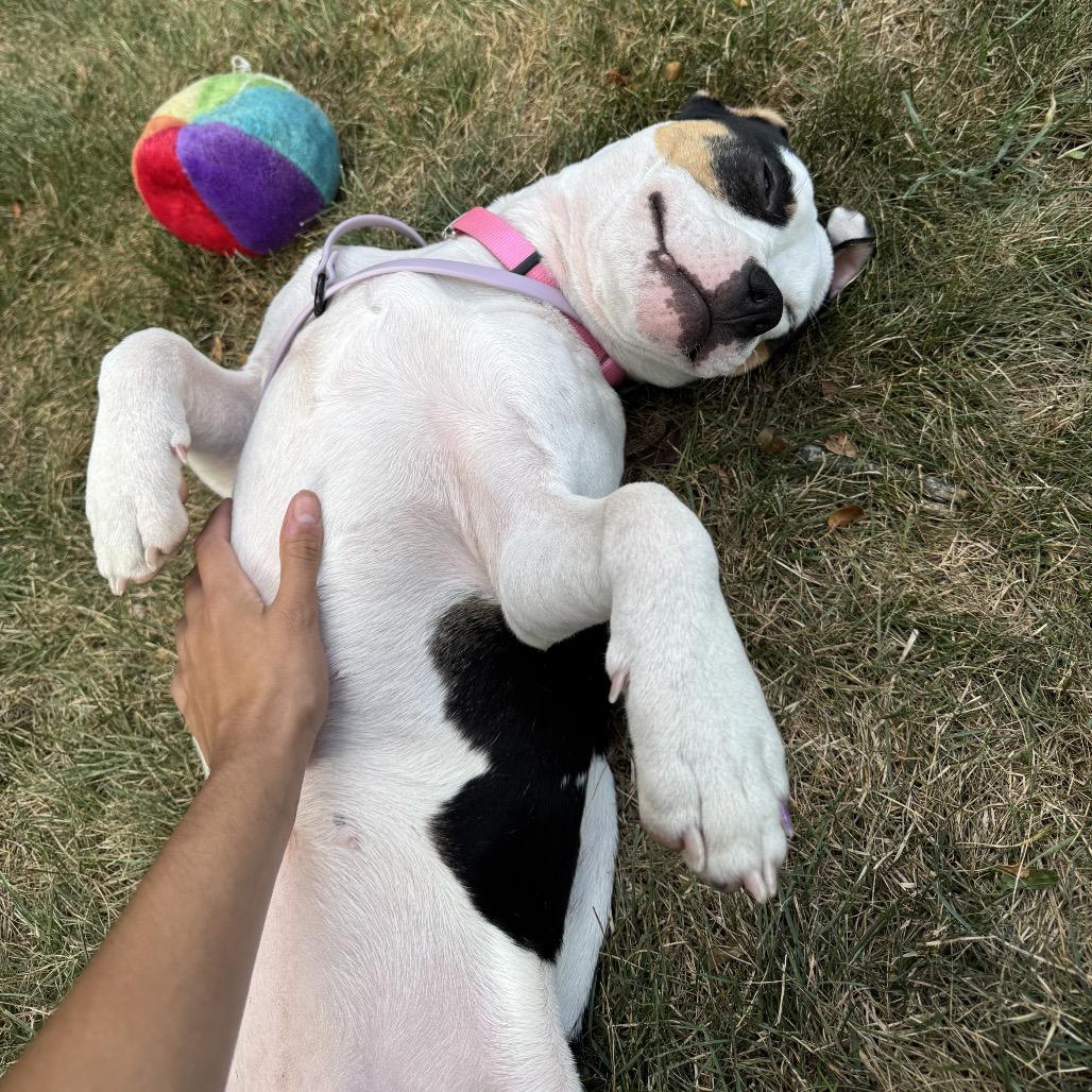 Enlarge Junie B. Jones, a Adoptable American Staffordshire Terrier in Ferndale, MI image 2/6