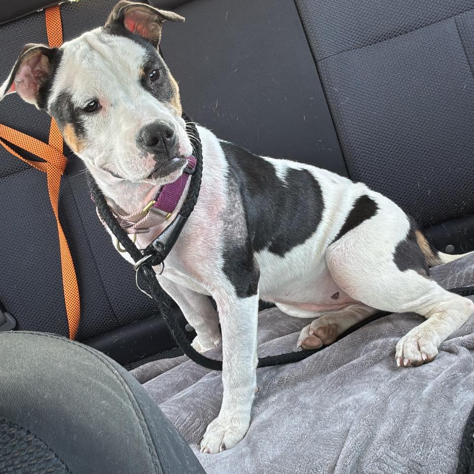 Enlarge Junie B. Jones, a Adoptable American Staffordshire Terrier in Ferndale, MI image 3/6