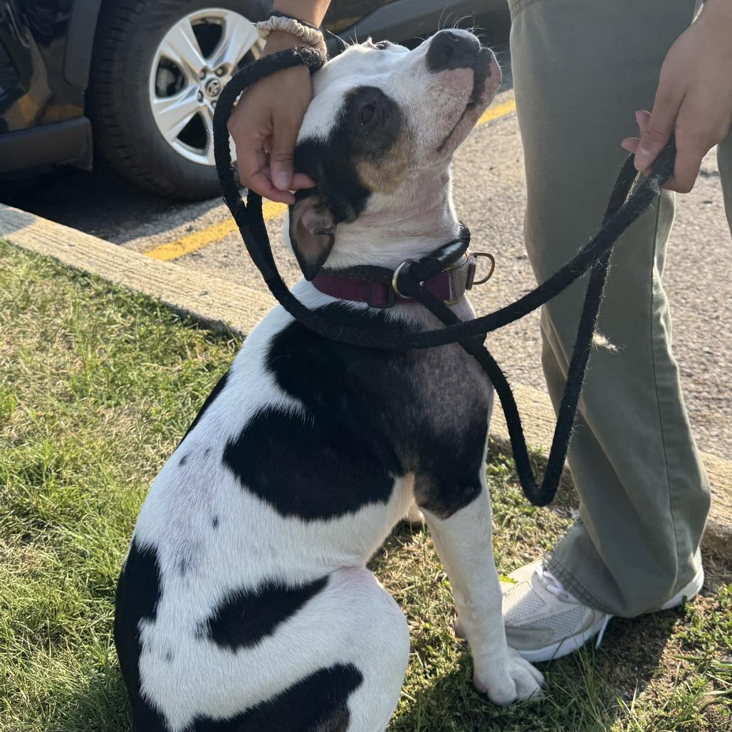 Enlarge Junie B. Jones, a Adoptable American Staffordshire Terrier in Ferndale, MI image 4/6