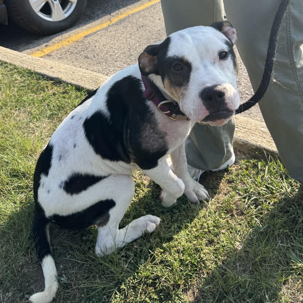 Enlarge Junie B. Jones, a Adoptable American Staffordshire Terrier in Ferndale, MI image 5/6