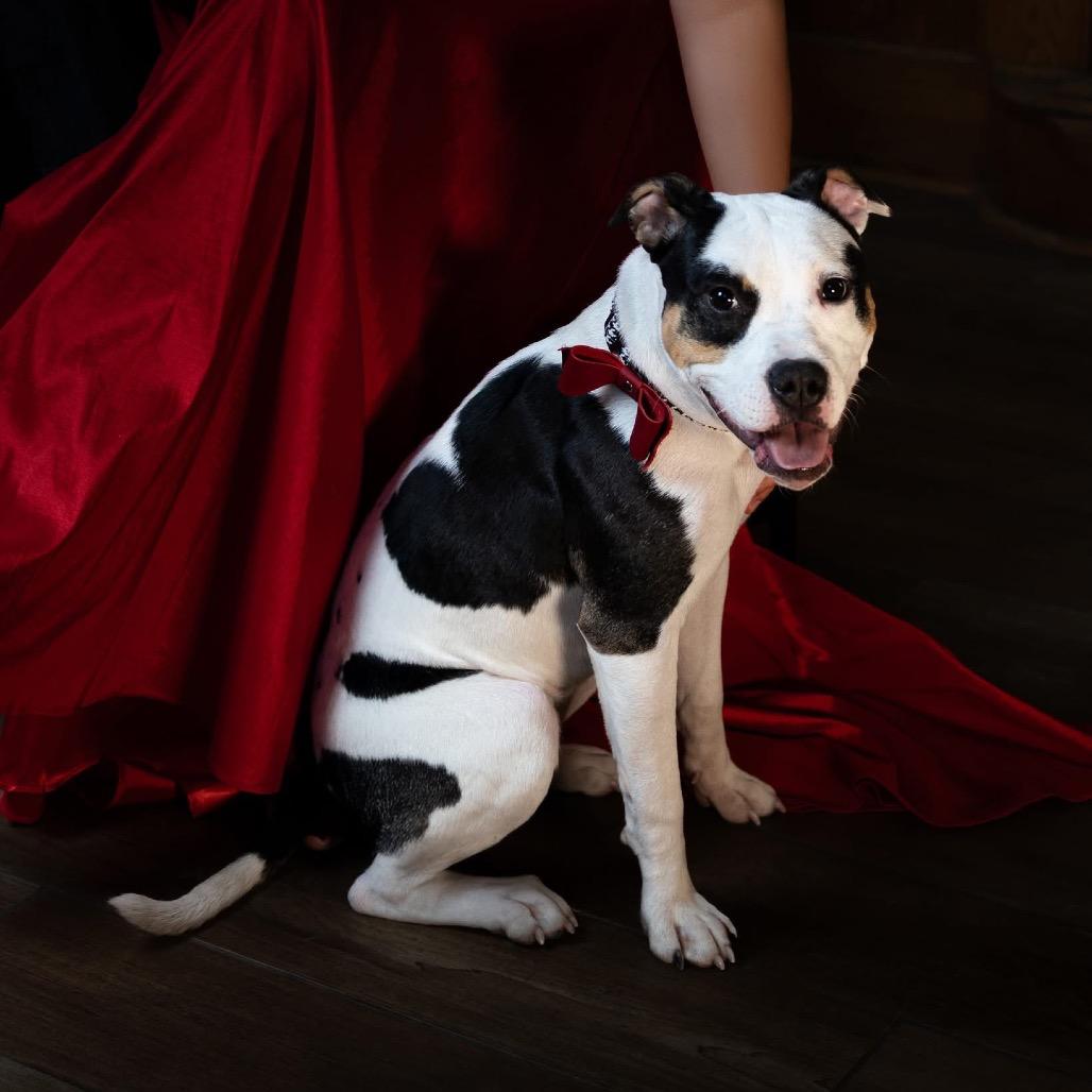 Enlarge Junie B. Jones, a Adoptable American Staffordshire Terrier in Ferndale, MI image 6/6