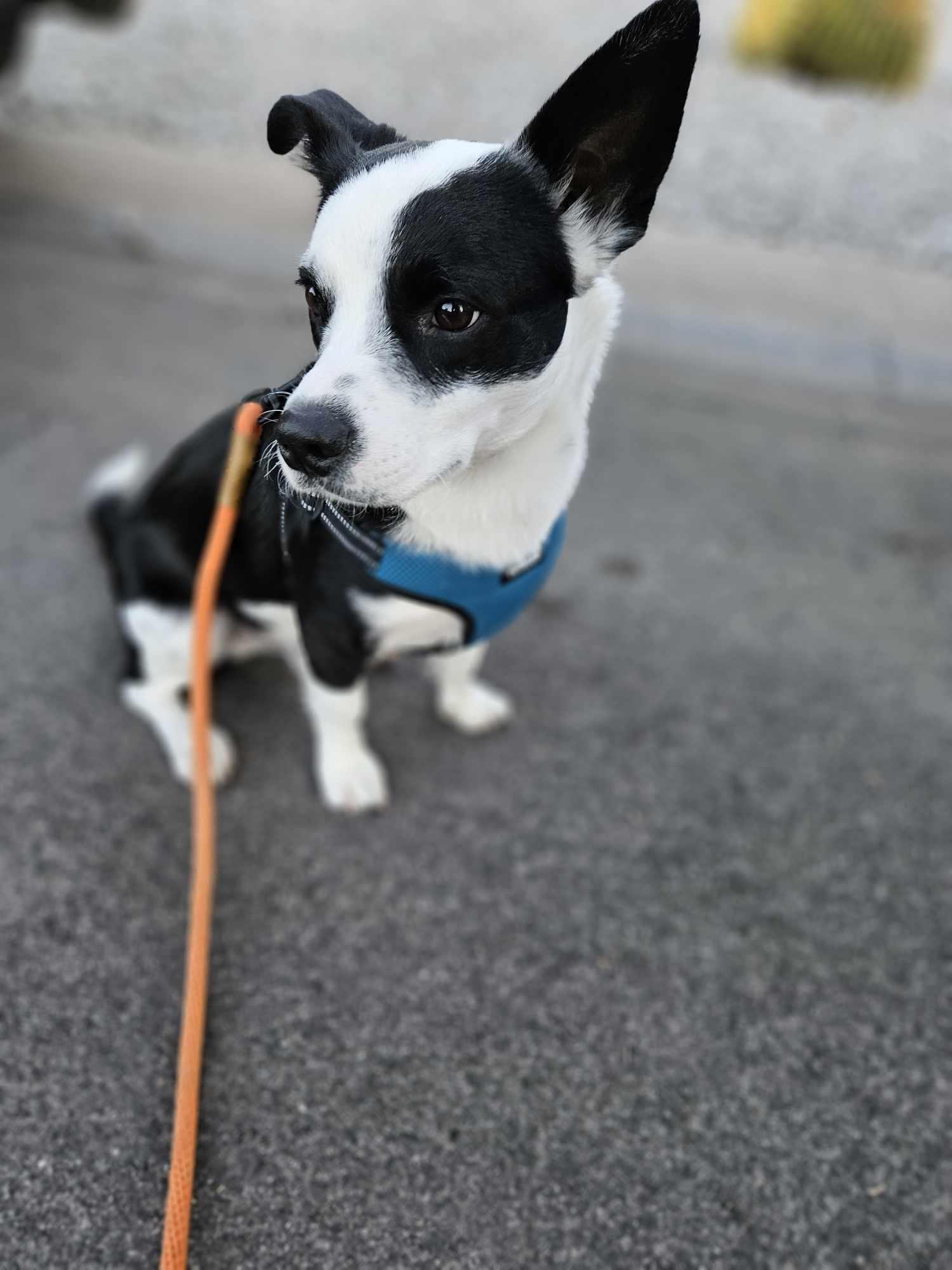 Enlarge Scooter, a Adopted Jack Russell Terrier in Phoenix, AZ image 2/3
