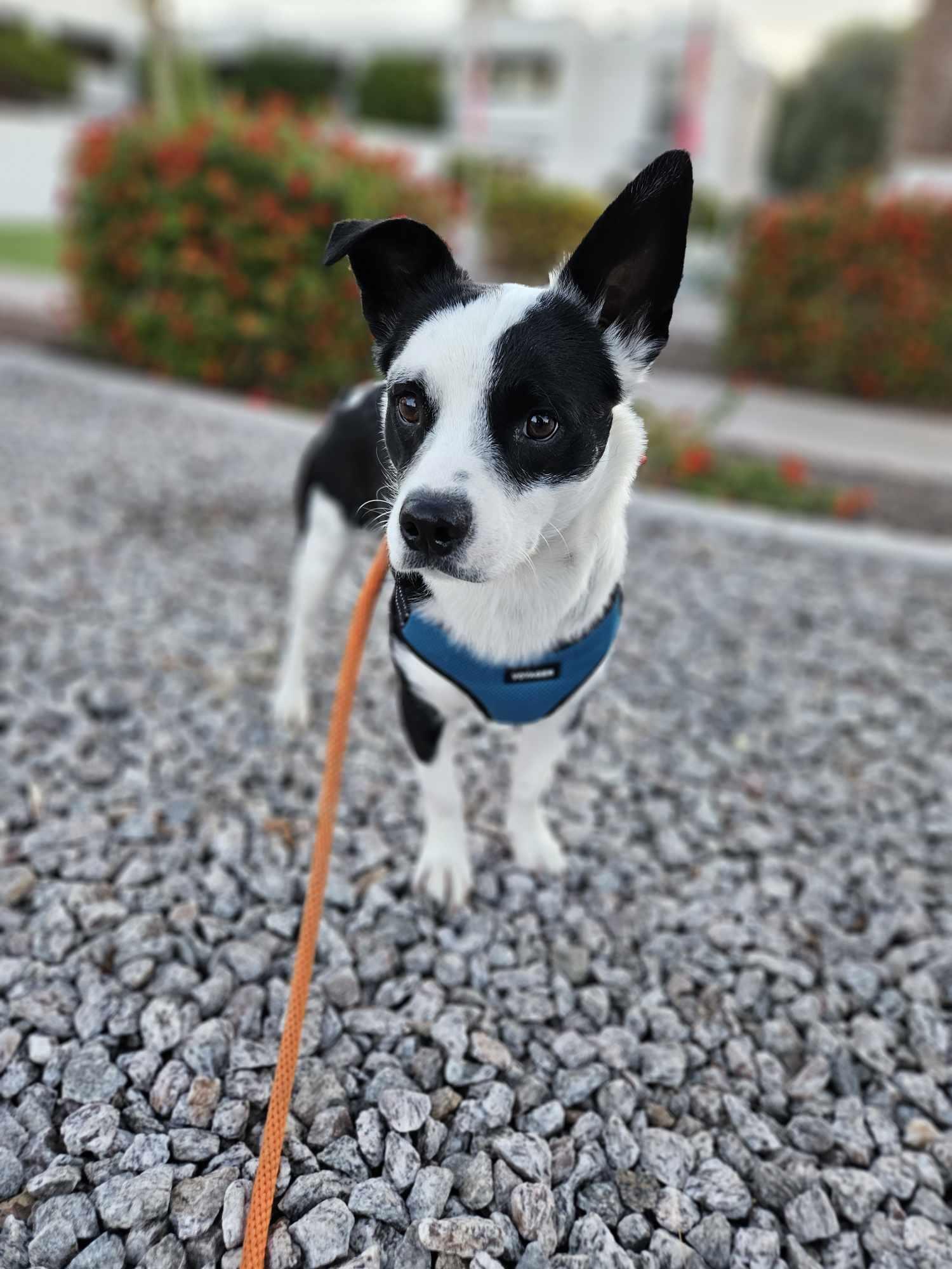 Enlarge Scooter, a Adopted Jack Russell Terrier in Phoenix, AZ image 3/3