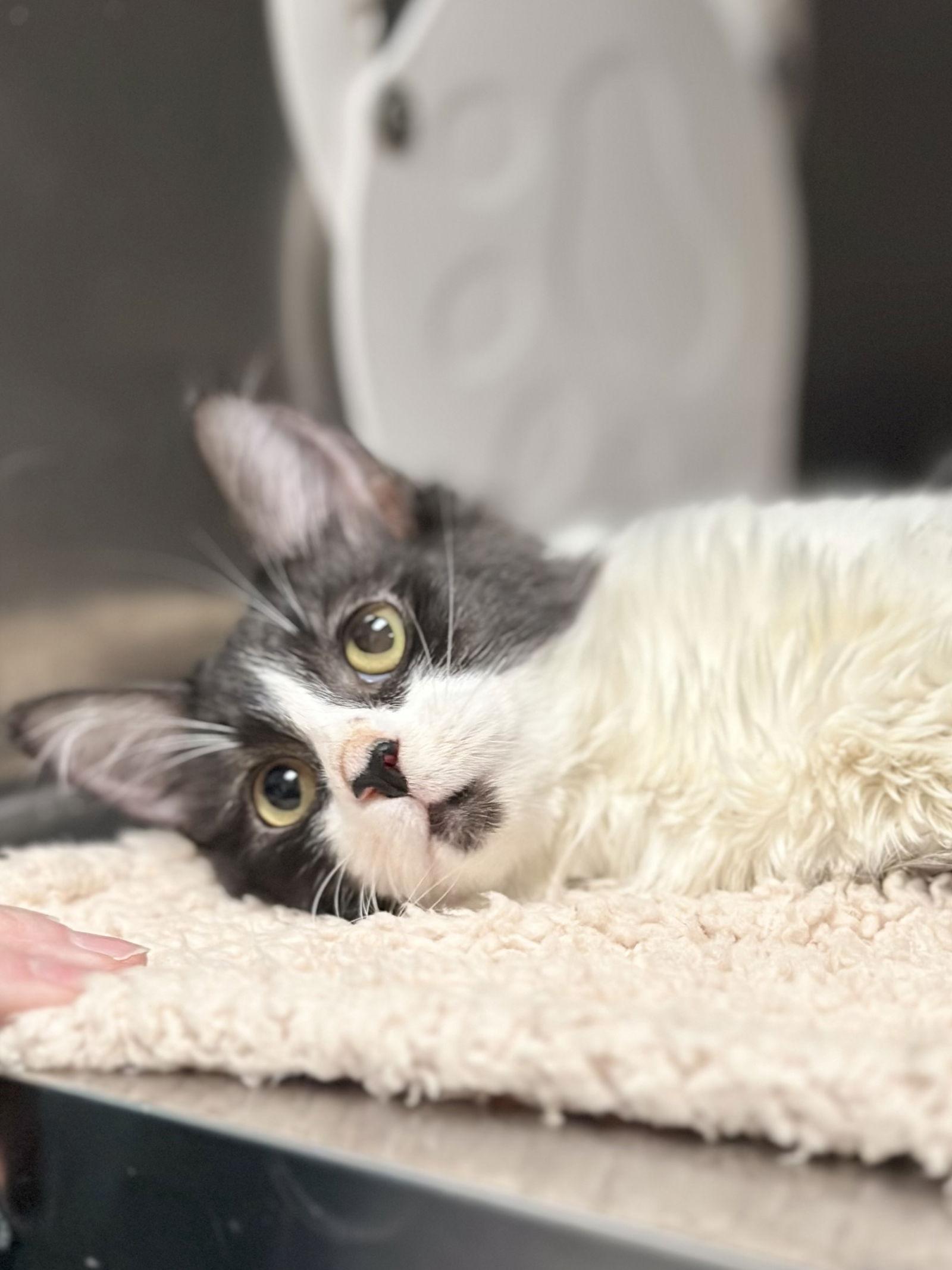 Enlarge Stumble and Fumble -- Cerebellar Hypoplasia, a Adoptable mixed breed in Pittsburg, CA image 1/3