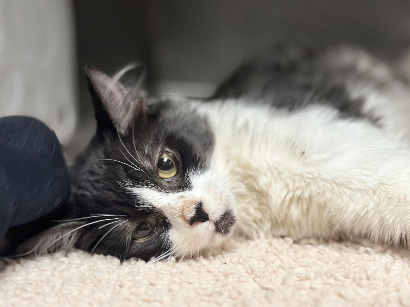 Enlarge Stumble and Fumble -- Cerebellar Hypoplasia, a Adoptable mixed breed in Pittsburg, CA image 3/3