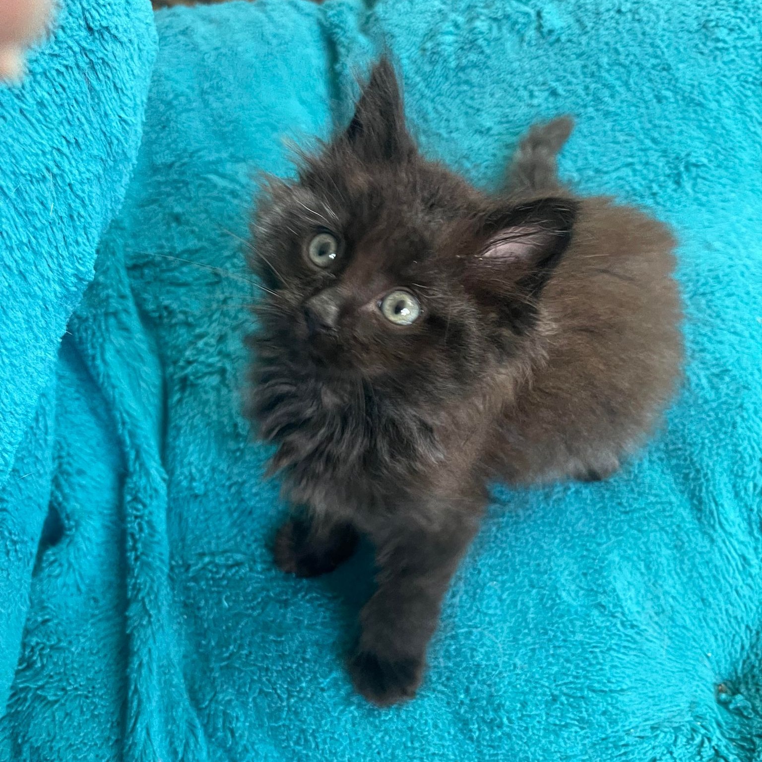 Albert