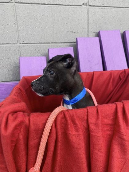 Doc, Adoptable, Puppy Male Mixed Breed & Mixed Breed.
