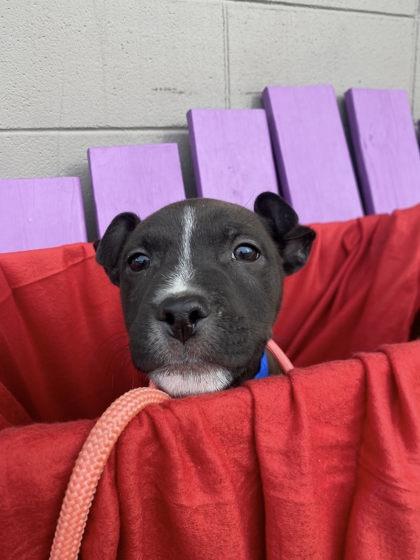 Enlarge Doc, a Adoptable mixed breed in Hobart, IN image 2/3