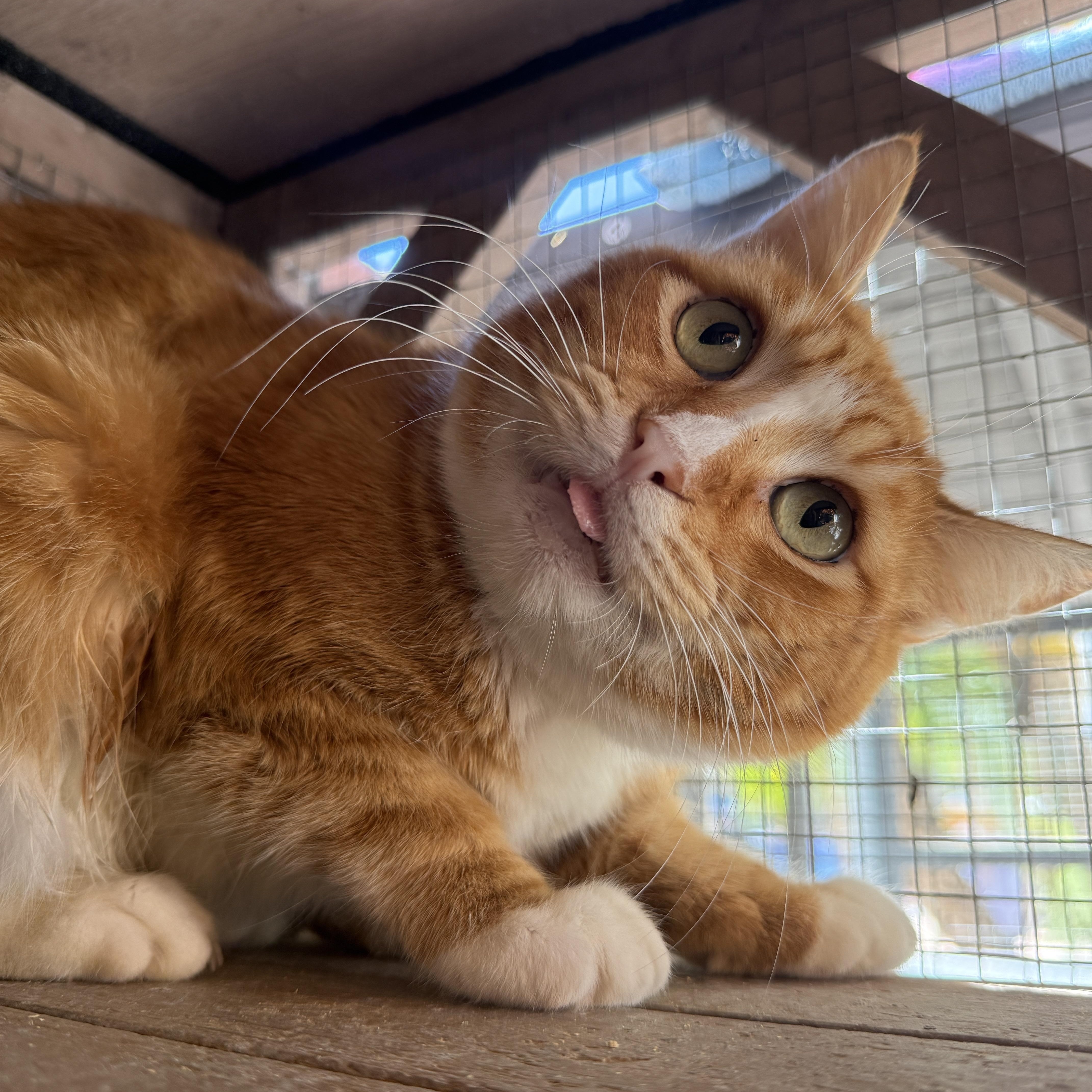 Enlarge Sergio, a ADOPTABLE Domestic Short Hair in Oceanside, CA image 3/3