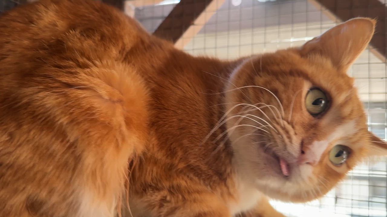 Enlarge Sergio, a ADOPTABLE Domestic Short Hair in Oceanside, CA video 2/3