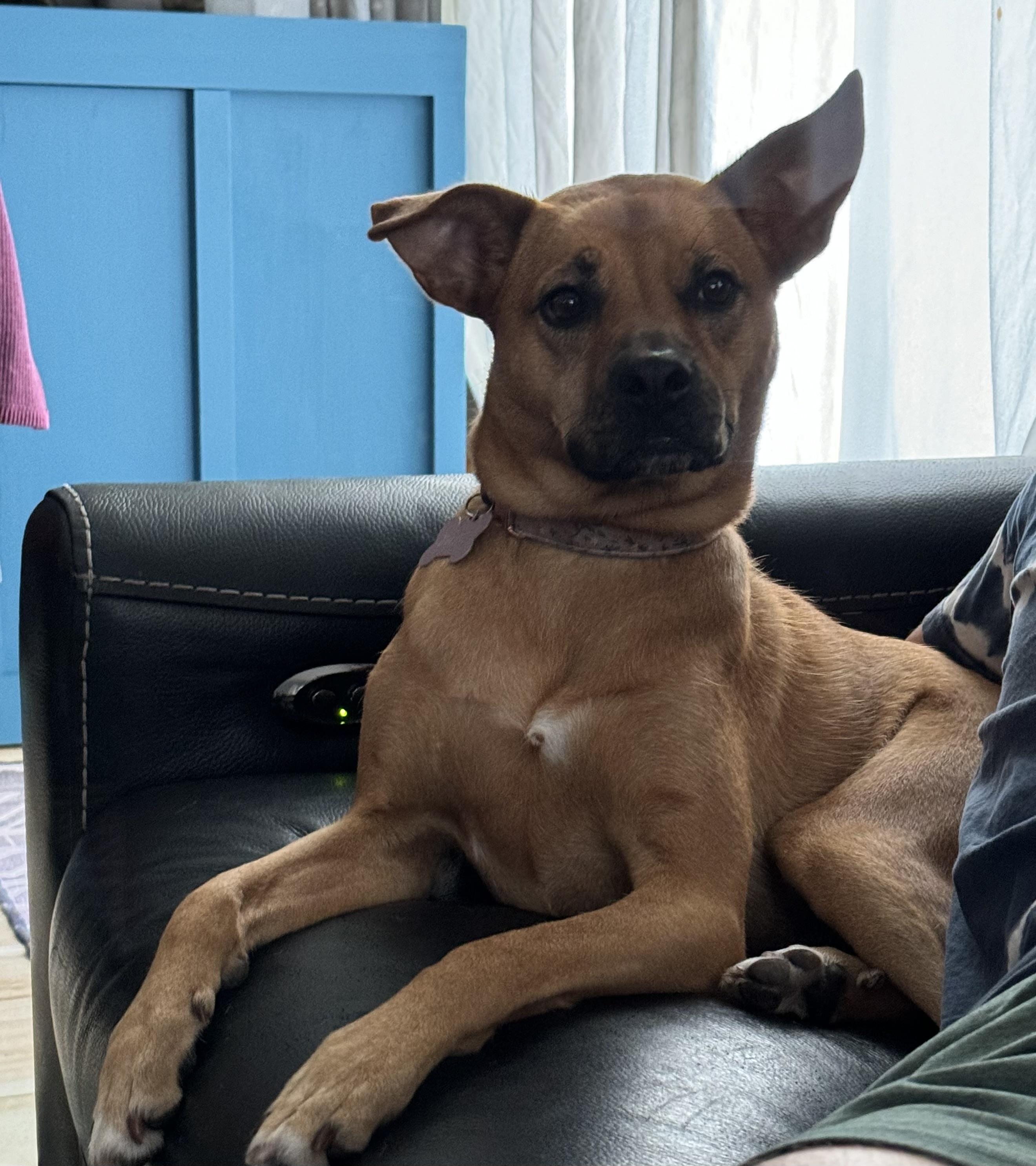 Enlarge Daisy, a Adoptable mixed breed in Lantana, FL image 6/6