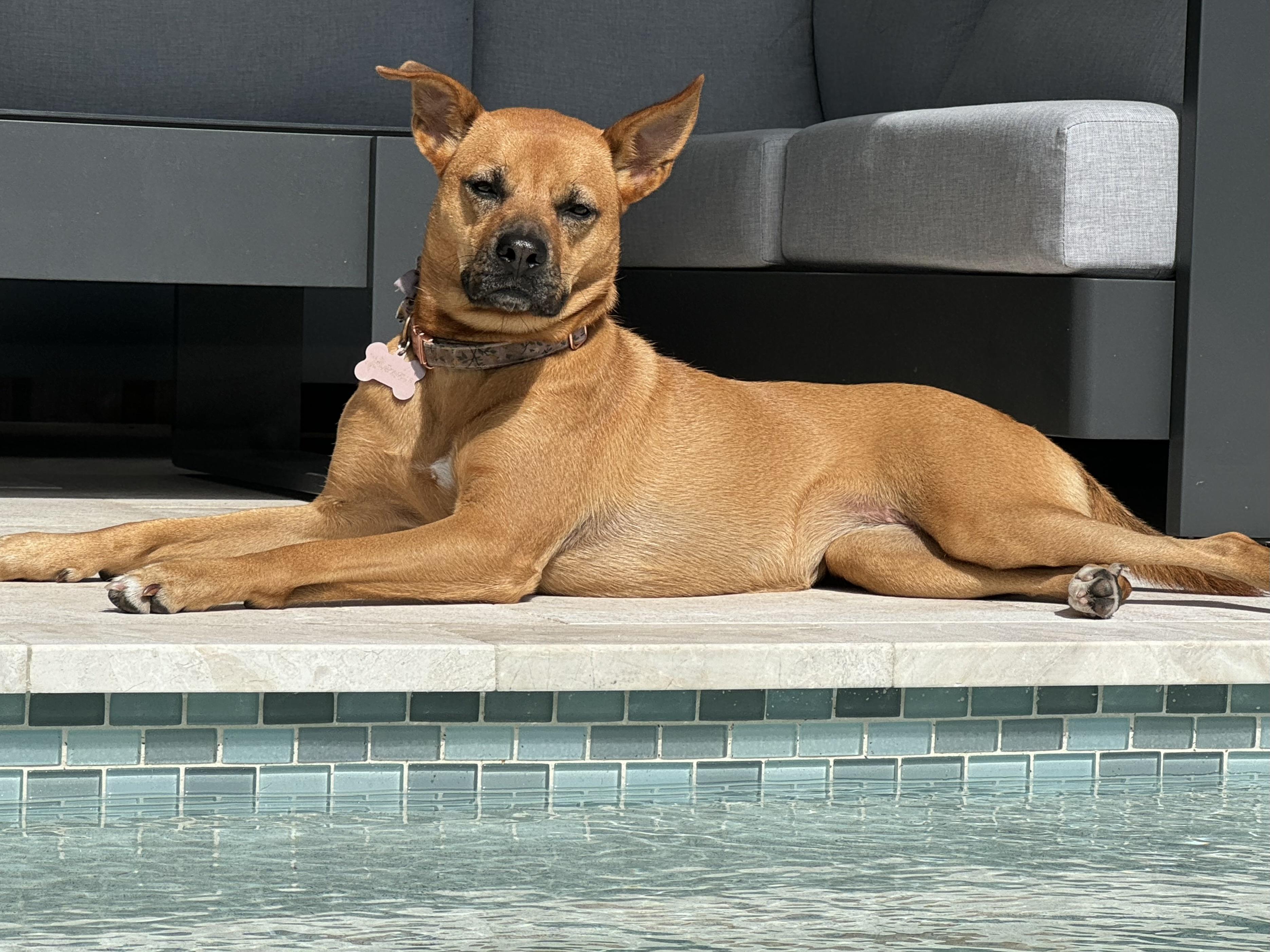 Enlarge Daisy, a Adoptable mixed breed in Lantana, FL image 5/6