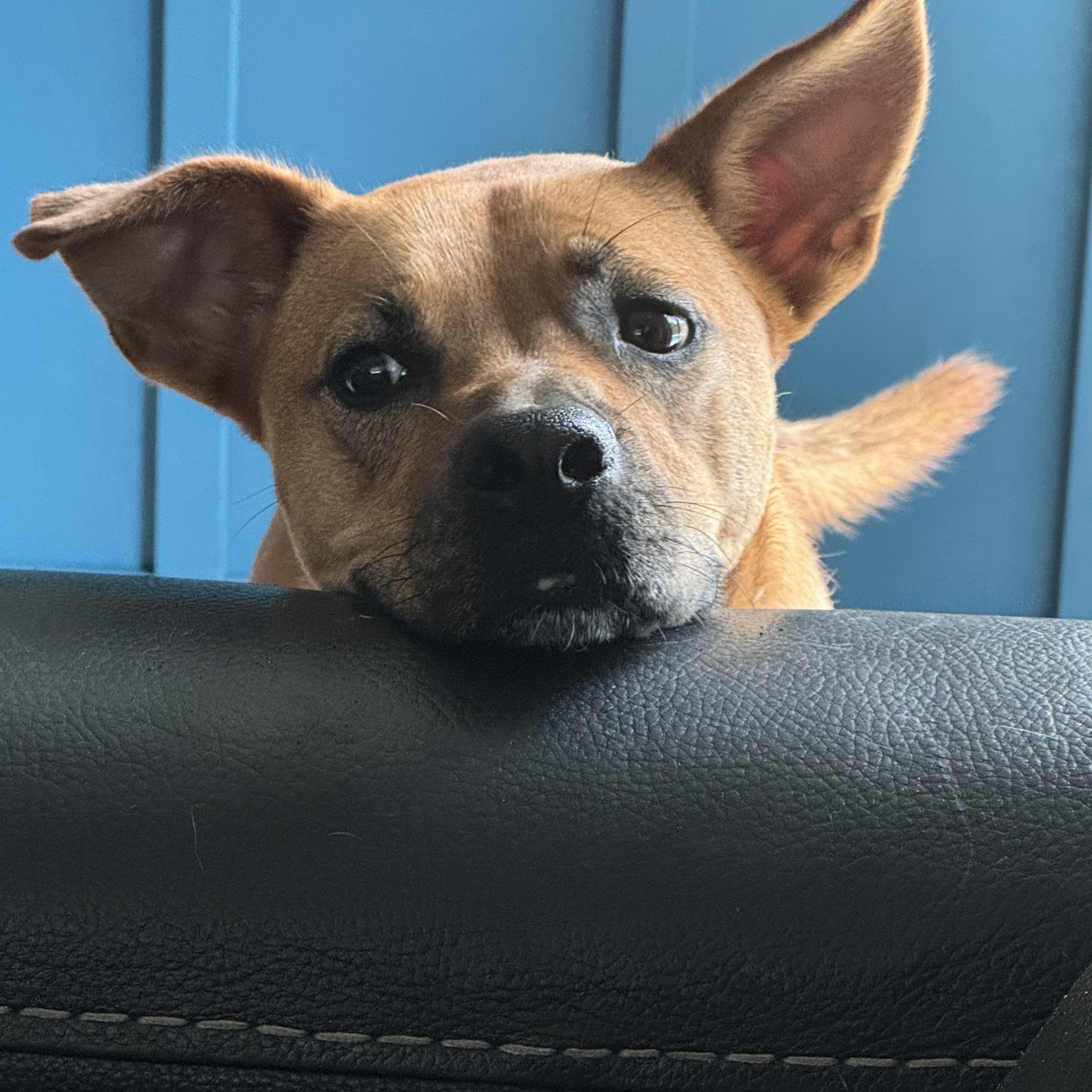 Enlarge Daisy, a Adoptable mixed breed in Lantana, FL image 3/6