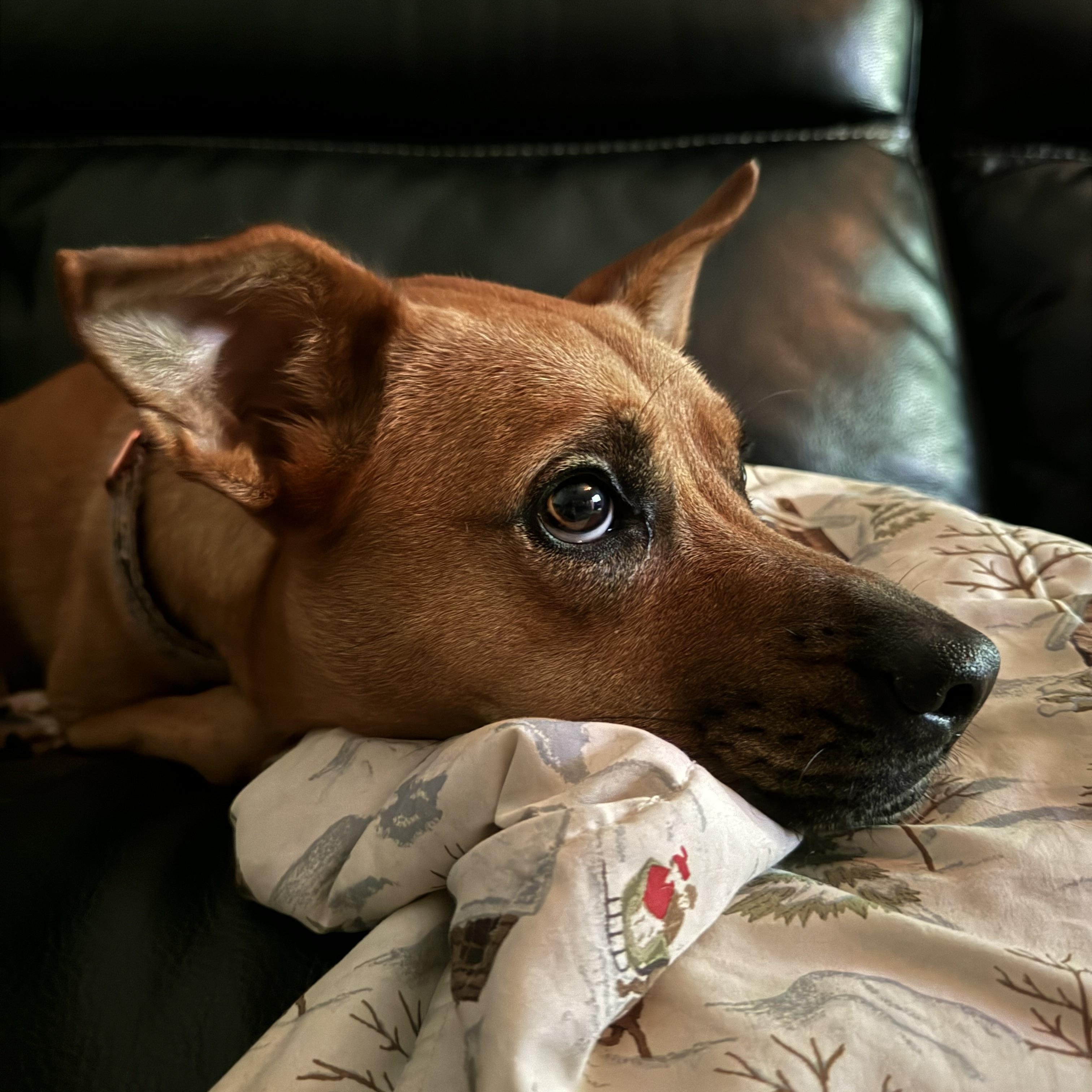 Enlarge Daisy, a Adoptable mixed breed in Lantana, FL image 1/6