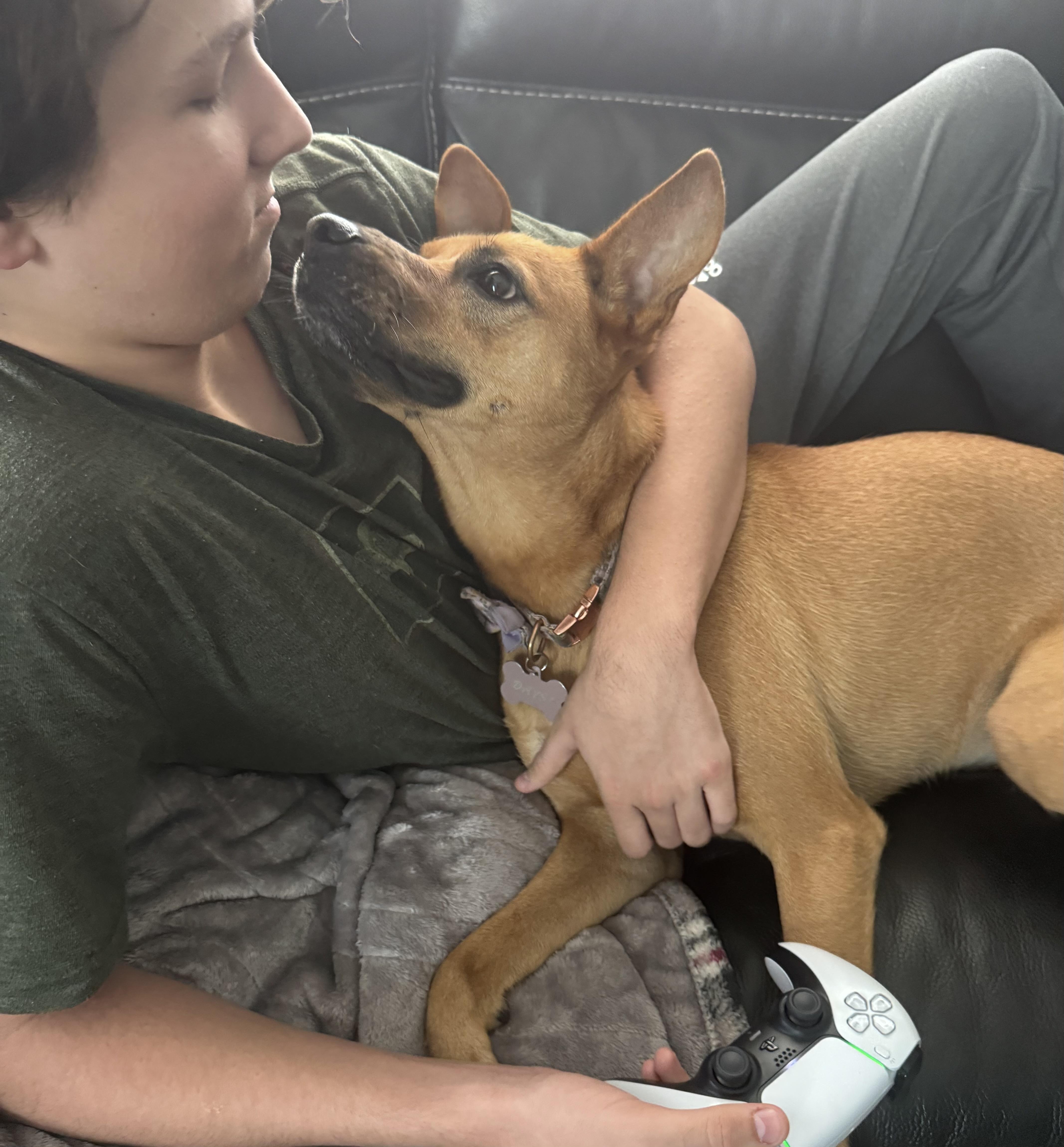 Enlarge Daisy, a Adoptable mixed breed in Lantana, FL image 4/6