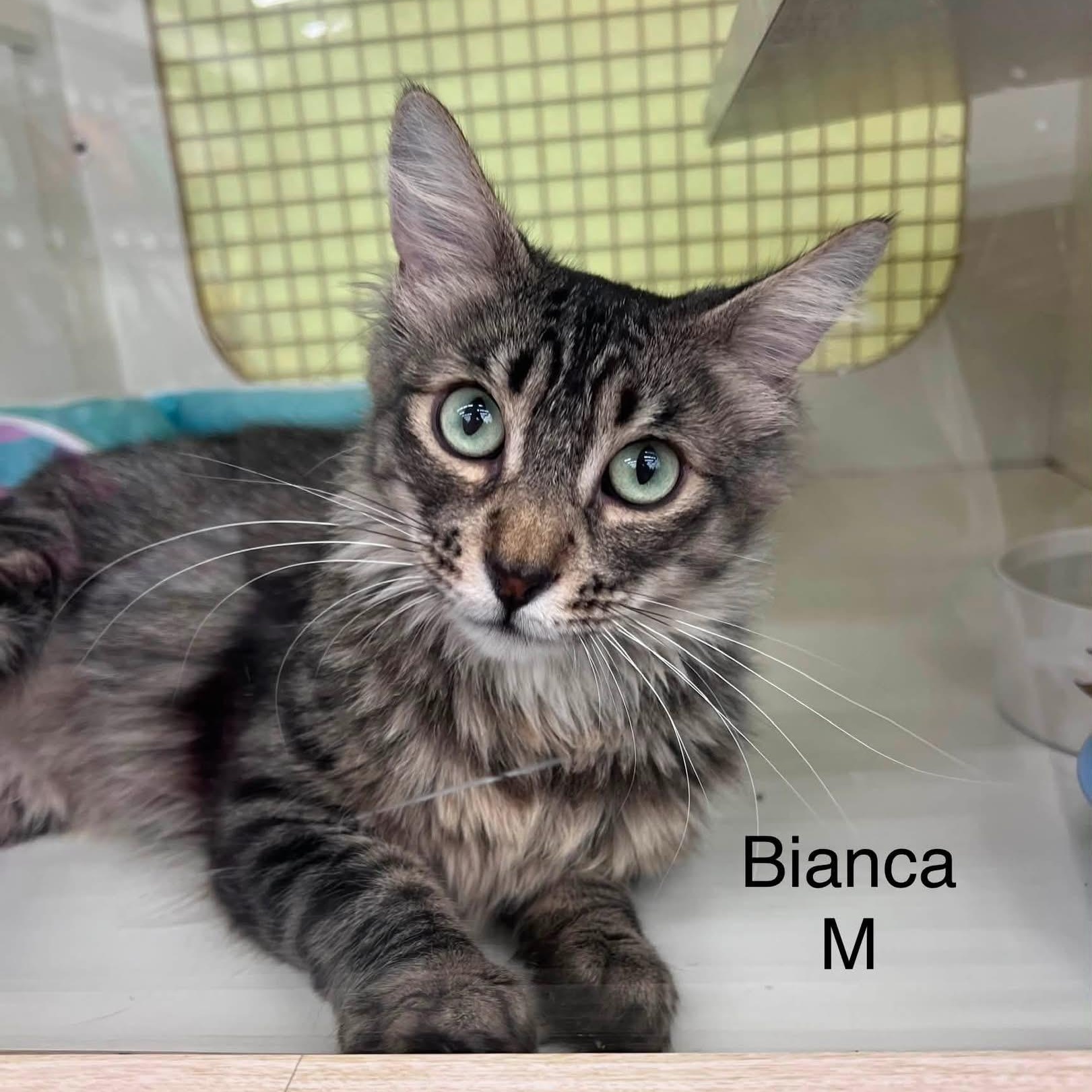 Bianca M., ADOPTABLE, Young Female Tabby.