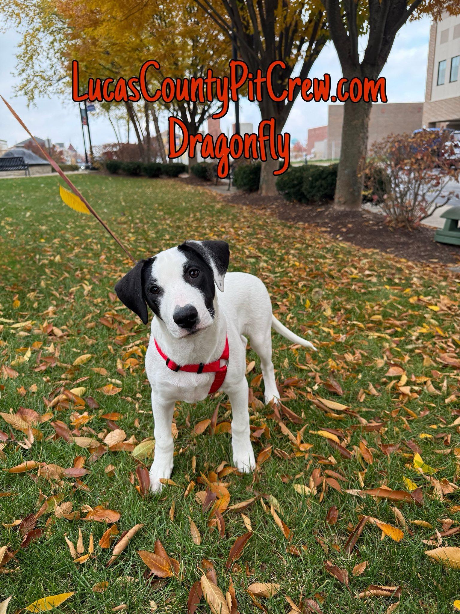Dragonfly, an adoptable Spaniel, Beagle in Toledo, OH, 43615 | Photo Image 1