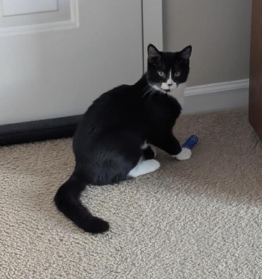 Holly, adopted, Kitten Female Domestic Short Hair.