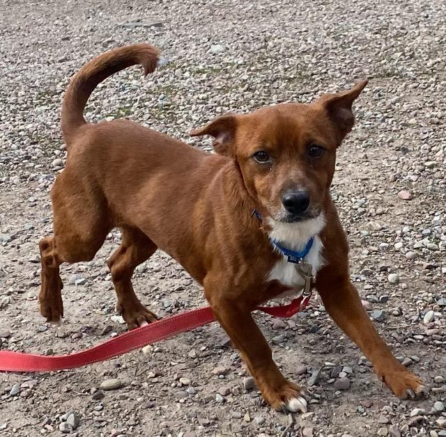 Enlarge Cheese, an adopted mixed breed in Polson, MT image 2/3