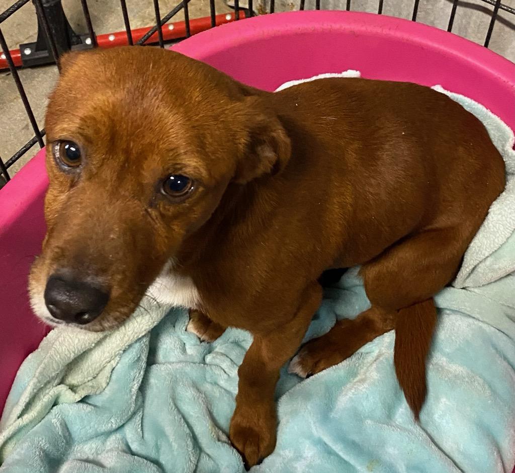 Enlarge Cheese, an adopted mixed breed in Polson, MT image 3/3