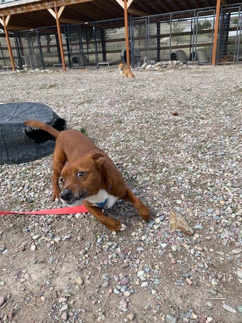 Cheese, adopted, Adult Male Dachshund.