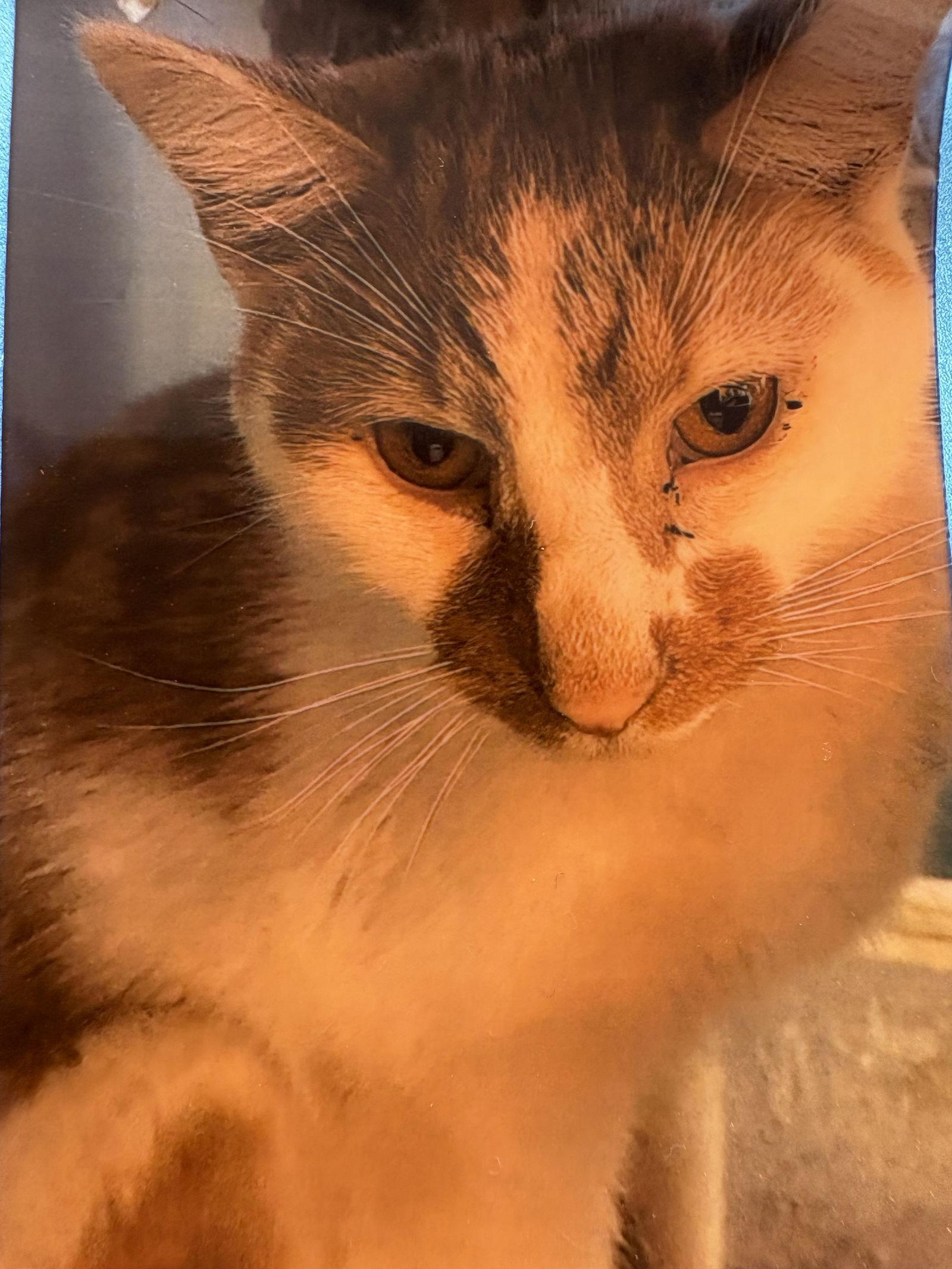 Seymour, Adoptable, Young Male Domestic Short Hair.