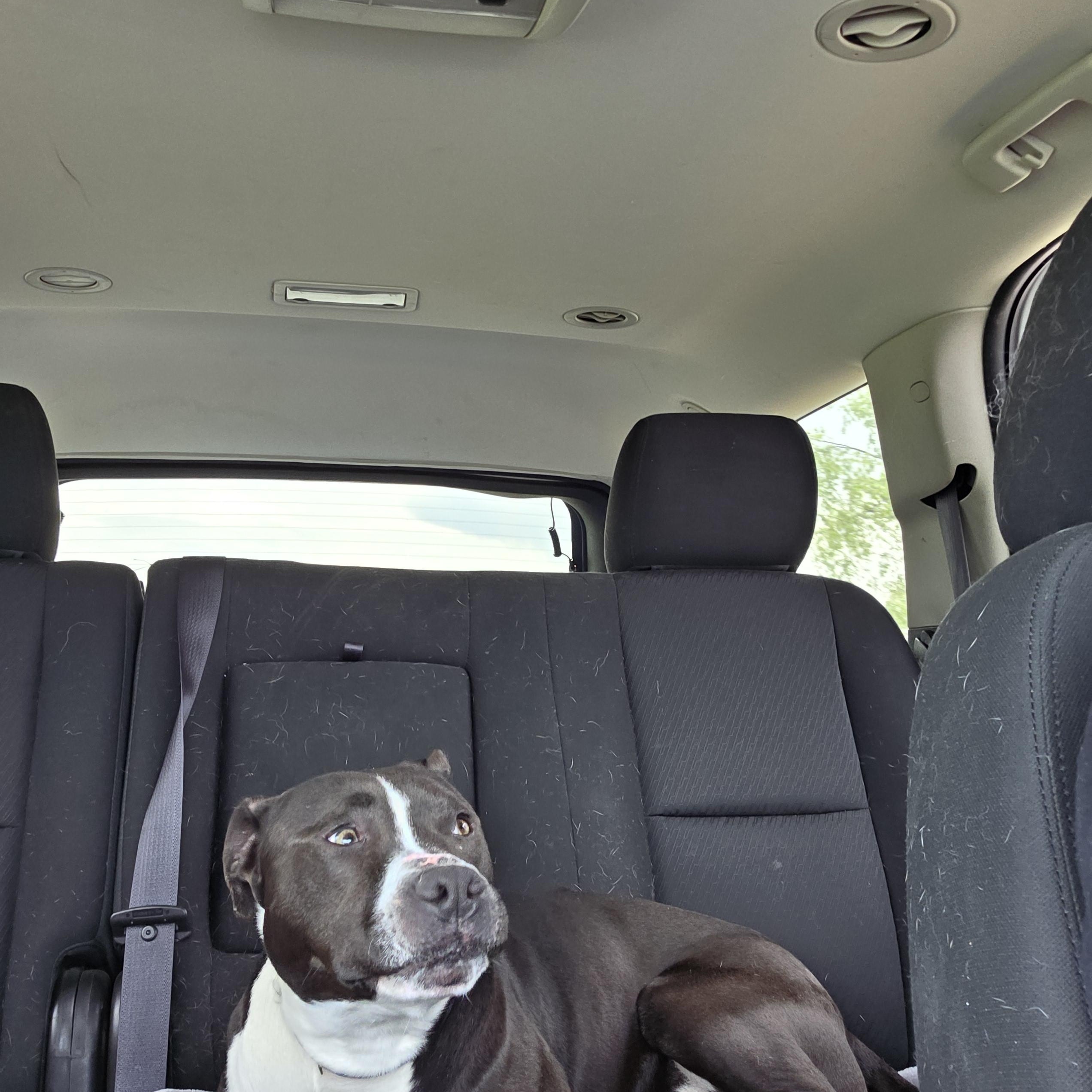 Tyson, an adoptable Pit Bull Terrier Mix in West Branch, MI_image-1