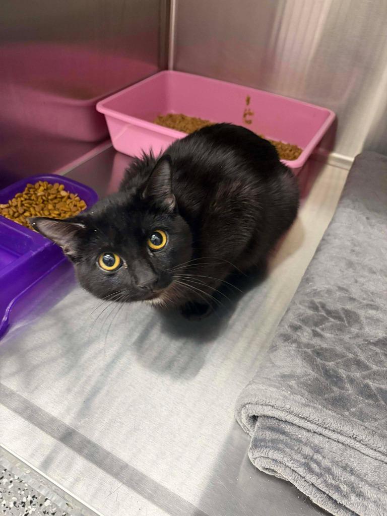 Cowboy, Adoptable, Kitten Male Domestic Short Hair.