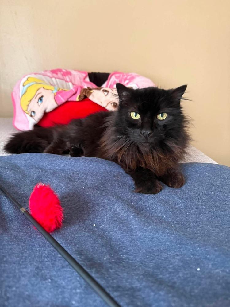 AC Smokey, a Adoptable Domestic Long Hair in Fremont, NE image 1/2