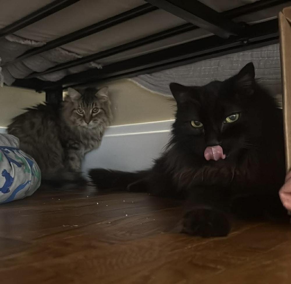 Enlarge AC Smokey, a Adoptable Domestic Long Hair in Fremont, NE image 1/1