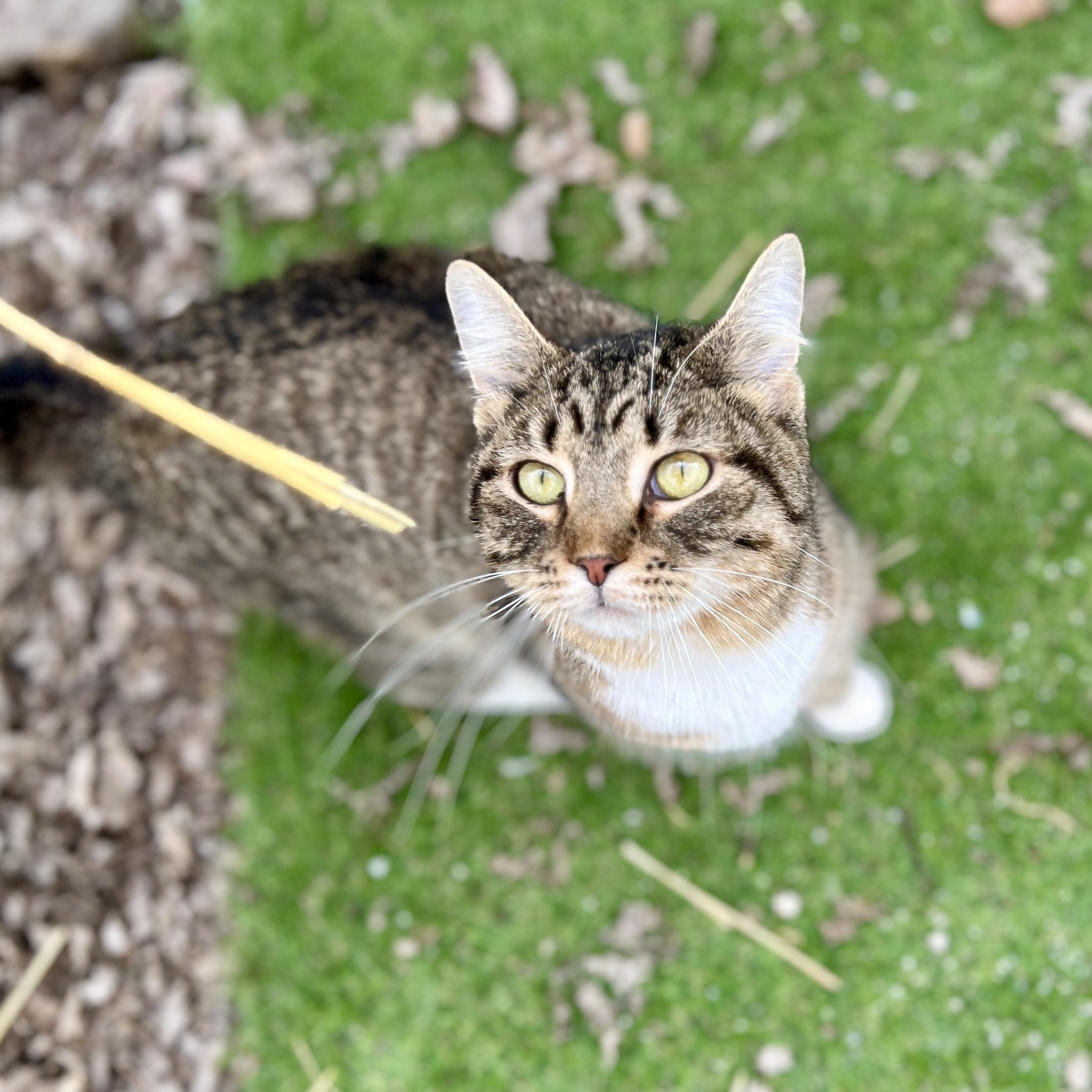 Enlarge White Sox Sally, a ADOPTABLE Domestic Short Hair in Waveland, IN image 2/3