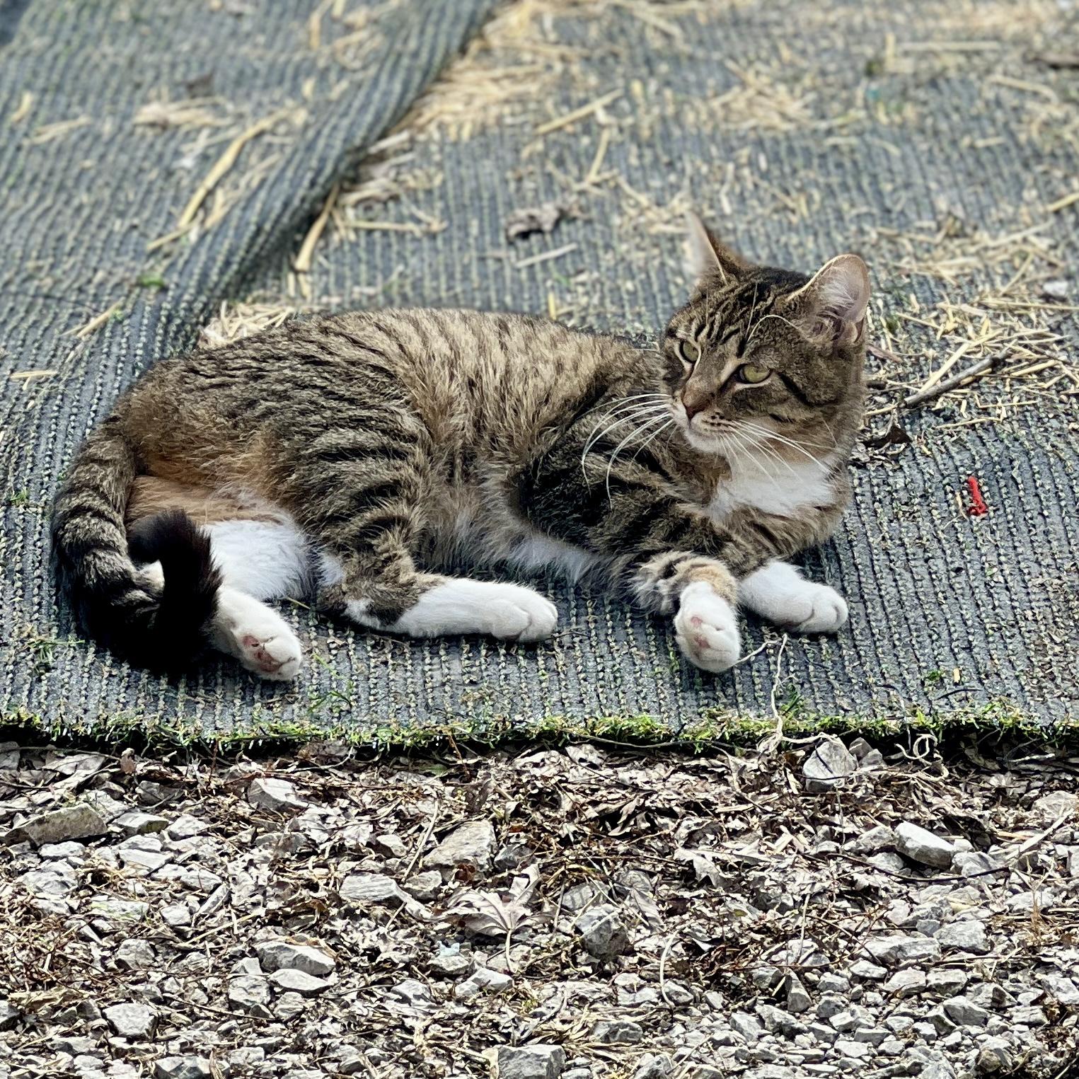 Enlarge White Sox Sally, a ADOPTABLE Domestic Short Hair in Waveland, IN image 3/3