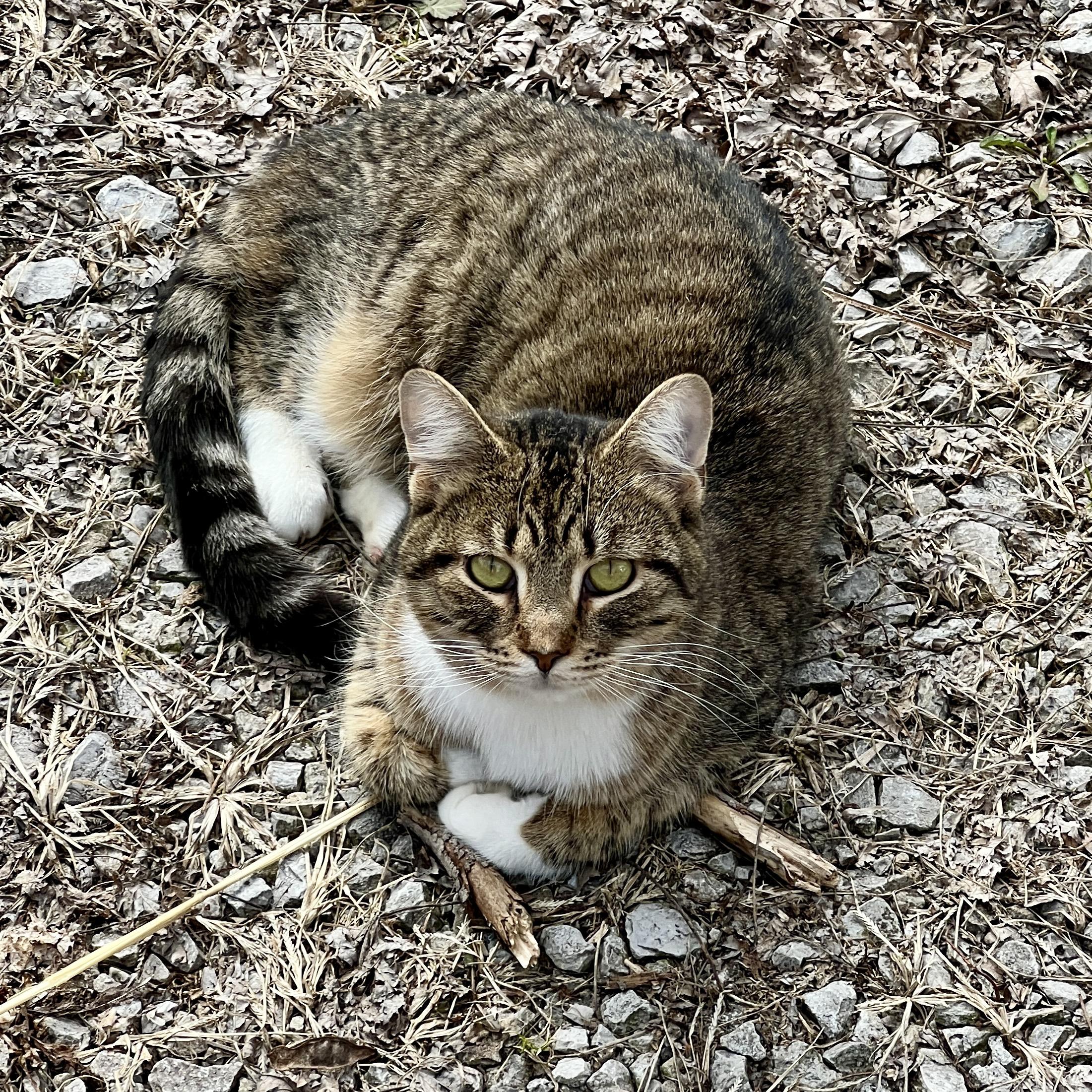 Enlarge White Sox Sally, a ADOPTABLE Domestic Short Hair in Waveland, IN image 1/3