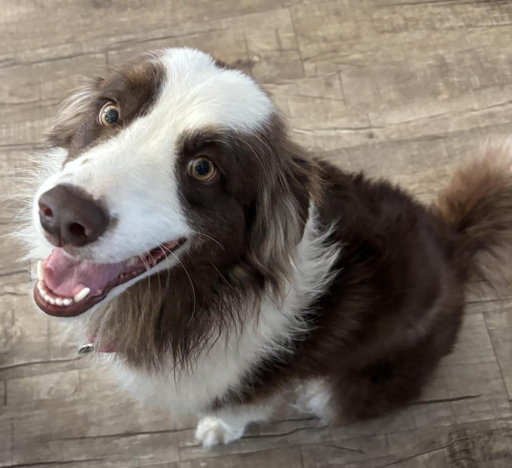 Gypsy #1215, an adopted Australian Shepherd in Allen, TX image 2/3