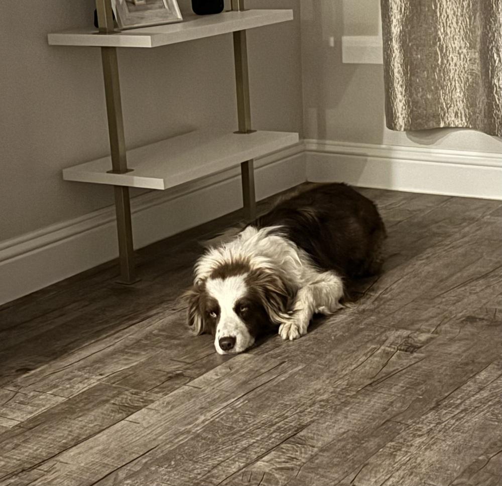 Gypsy #1215, an adopted Australian Shepherd in Allen, TX image 3/3