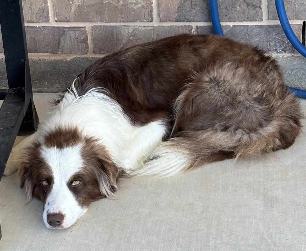 Gypsy #1215, adopted, Young Female Australian Shepherd.