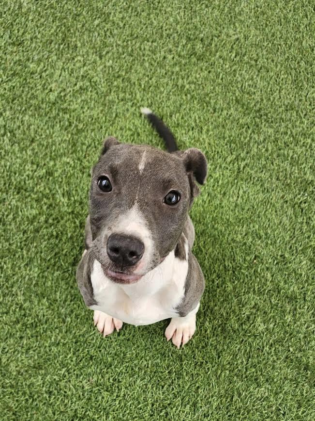 Enlarge Connor, a Adopted Pit Bull Terrier in Hopkinsville, KY image 2/3