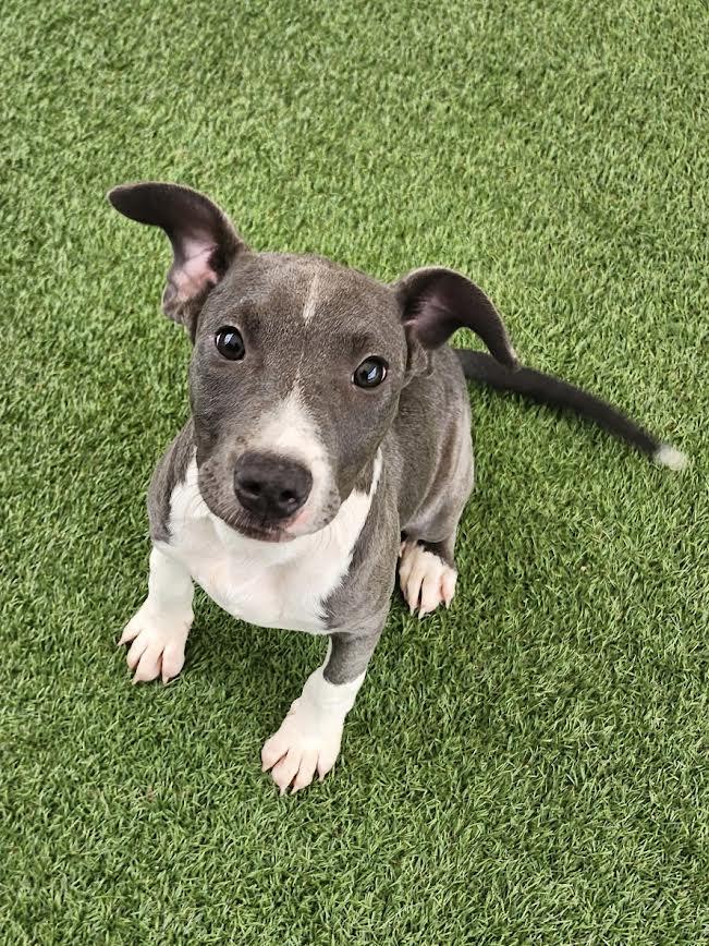 Enlarge Connor, a Adopted Pit Bull Terrier in Hopkinsville, KY image 3/3