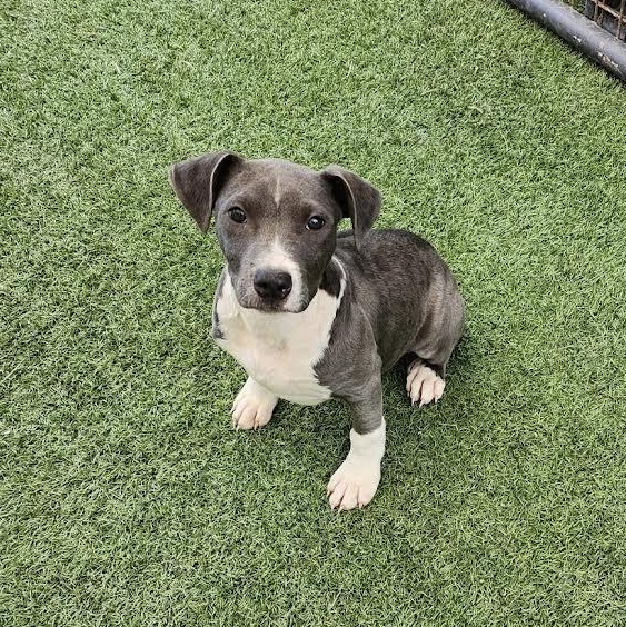 Enlarge Connor, a Adopted Pit Bull Terrier in Hopkinsville, KY image 1/3