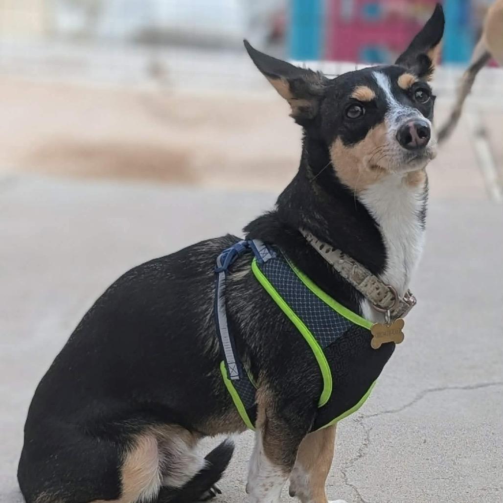 Enlarge Remy OS NV, a Adoptable mixed breed in Las Vegas, NV image 1/2