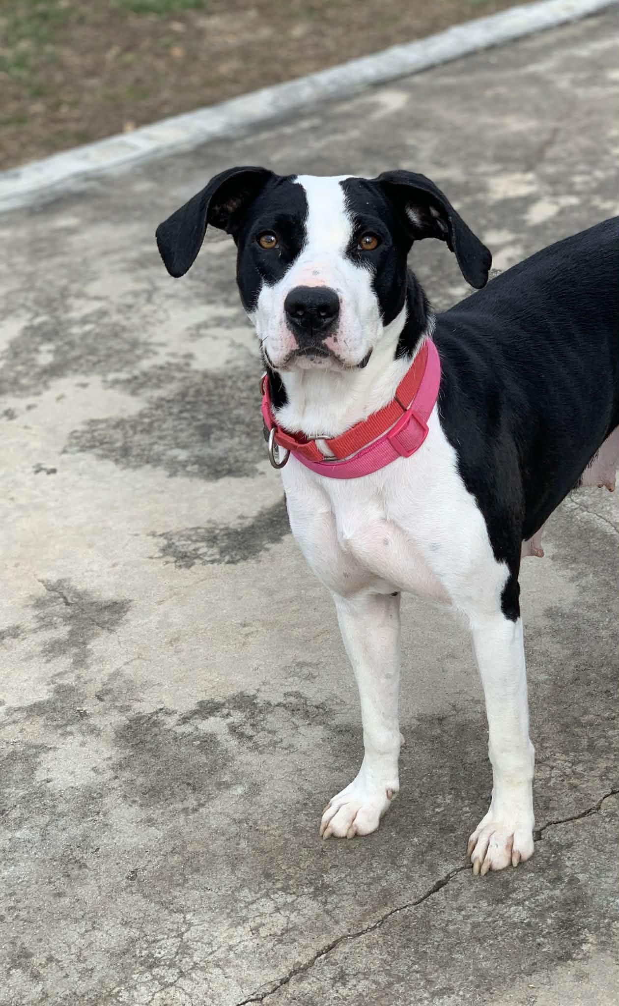 Enlarge Betsy, a ADOPTABLE mixed breed in Blue Bell, PA image 2/6