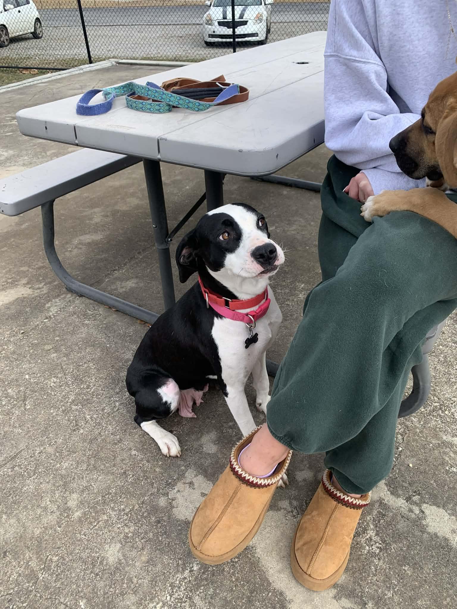 Enlarge Betsy, a ADOPTABLE mixed breed in Blue Bell, PA image 6/6