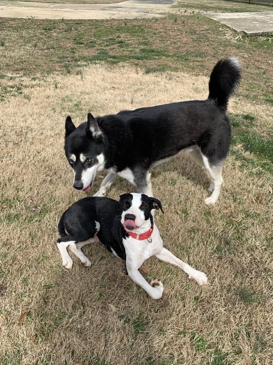 Enlarge Betsy, a ADOPTABLE mixed breed in Blue Bell, PA image 5/6