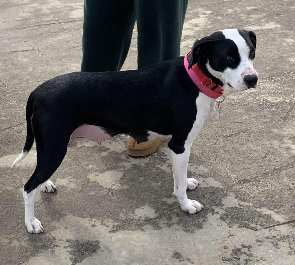 Enlarge Betsy, a ADOPTABLE mixed breed in Blue Bell, PA image 3/6